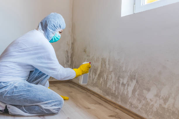 Licensed Basement Mold Removal service in Wallingford, PA - WQB Mold Removal