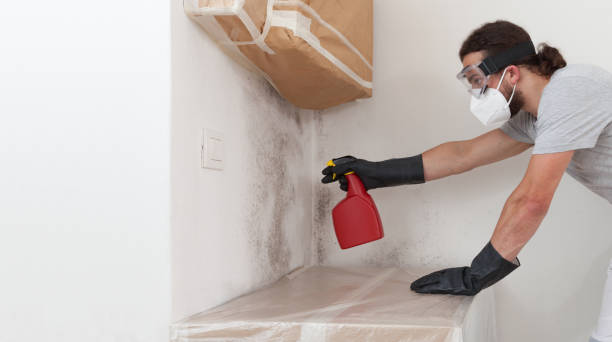 Professional Basement Mold Removal technician working in Wallingford, PA