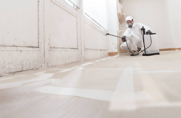 24/7 Emergency Basement Mold Removal experts in Wallingford, PA