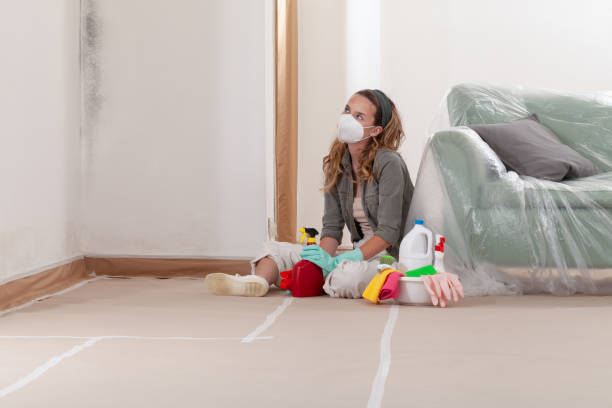 Reliable Basement Mold Removal contractor in Wallingford, PA by WQB Mold Removal