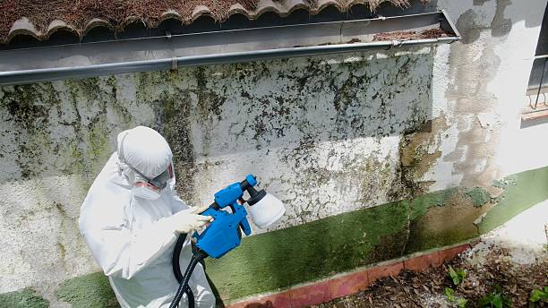Top rated local Basement Mold Removal specialists in Wallingford, PA